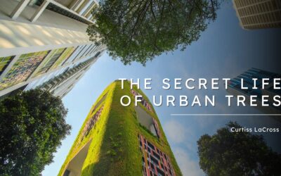 The Secret Life of Urban Trees